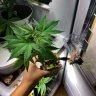 WeedIsLava