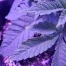 BlueGorillaGrow
