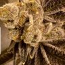 G_Funk_420