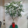 Growoperators