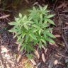 AussieOutdoor