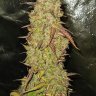 IndyFarmer420
