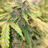 Pottscreekweedfarmer