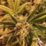 Berrybud