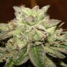 blazeoneup