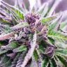 GrowMore420