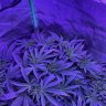 FirstTimeGrower13
