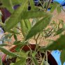 beginnergrower