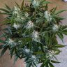 Cannacanadian