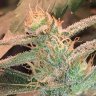 TerpenePete