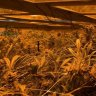 Thatonegrower