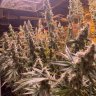 SDBgrow
