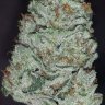 Sleezygrow