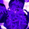 Cudder_420
