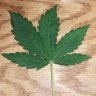 revx420