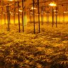 lpv.grower