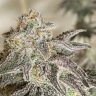 BadgerGrow