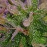 Indica7