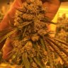 Hayforkyoder