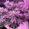 NVMMJgrower420