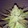 KUSHMAN901