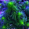 MarinePotHead0311