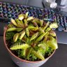 grower_meven