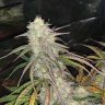 Newgrower12