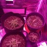 716legalgrow