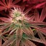 Cannafreak