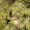 Rsmiff420