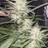 Mad_Agro