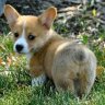 Fluffy