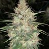 Smokey4201991