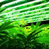 TwistedOgKush420