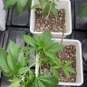 farmerjgenetics868