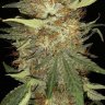 ArizonaChuck