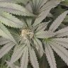 codylovestogrowbuds