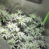SouthFarmer87