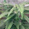 Saskbudlover79