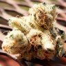 Thebuddah78