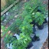 Dillyweed