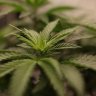 cannaluvme