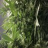 fishbush