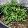 NelloFarms