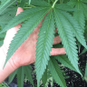Islandthc