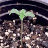 Cannaleaf9