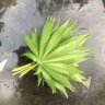 Shayanweed