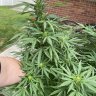 Super8stoner8