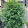 Sourfarmer345